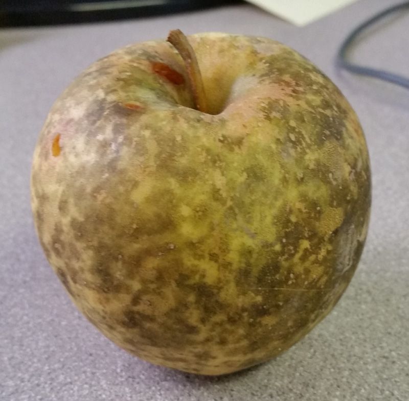  photo Applephotoblackblotches_zpsf58753f0.jpg